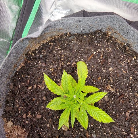 No haircut growlog photo: Soil was completely dried out added 4 cups of water. Look to be recovering.