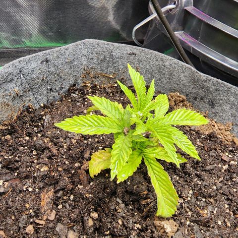 No haircut growlog photo: Soil was completely dried out added 4 cups of water. Look to be recovering.