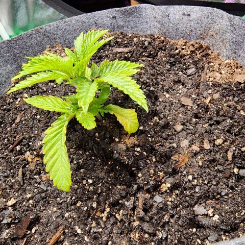 No haircut growlog photo: Soil was completely dried out added 4 cups of water. Look to be recovering.