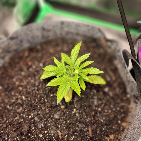 No haircut growlog photo: Getting worse. Flushing. 