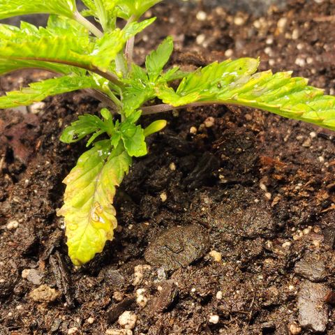 No haircut growlog photo: Getting worse. Flushing. 