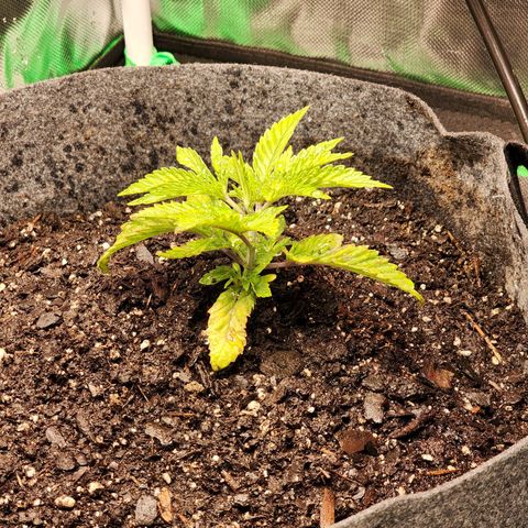 No haircut growlog photo: Getting worse. Flushing. 