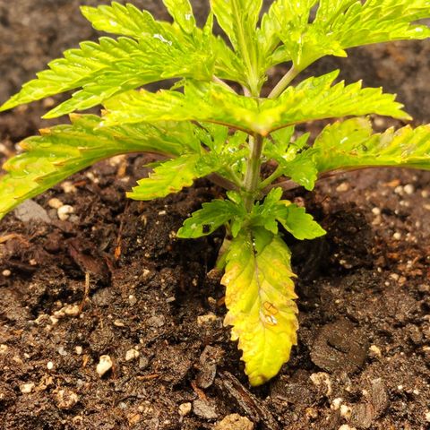 No haircut growlog photo: Getting worse. Flushing. 