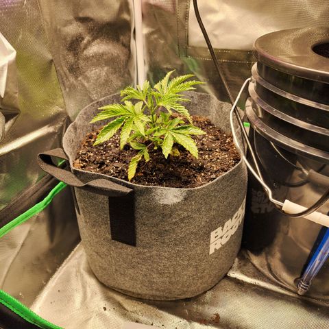 No haircut growlog photo: Recovering.  Still flushing. 