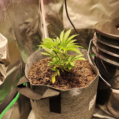 No haircut growlog photo: 6.5 inches in height 