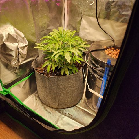 No haircut growlog timeline photo