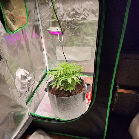 No haircut growlog photo: Watered and moved to center of tent. Raised light to 18 inches