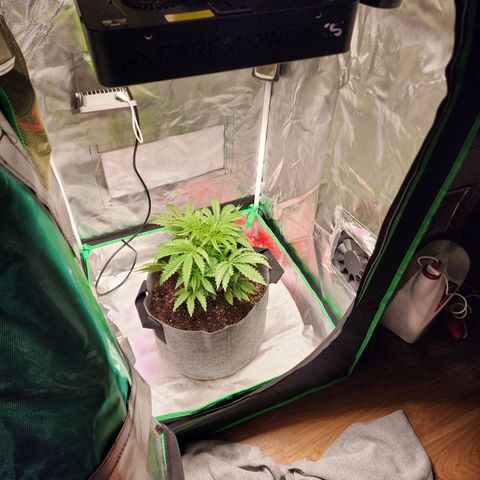 No haircut growlog photo: Watered and moved to center of tent. Raised light to 18 inches