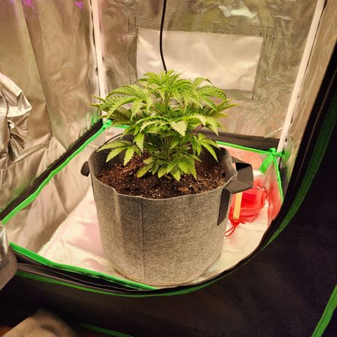 No haircut growlog photo: Watered and moved to center of tent. Raised light to 18 inches