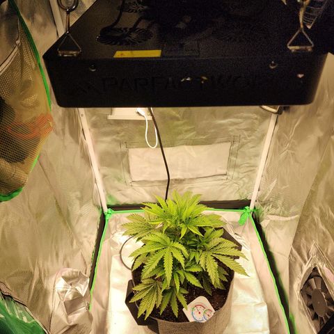 No haircut growlog photo: Added PHed water 500ml