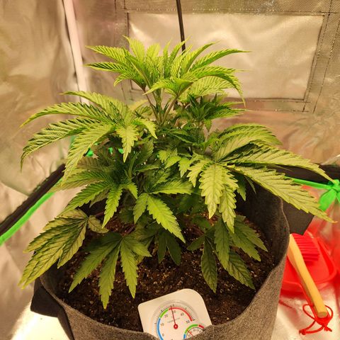 No haircut growlog photo: Added PHed water 500ml