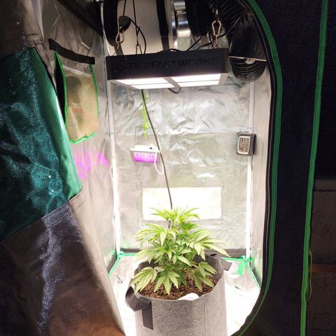 No haircut growlog photo: Added PHed water 500ml