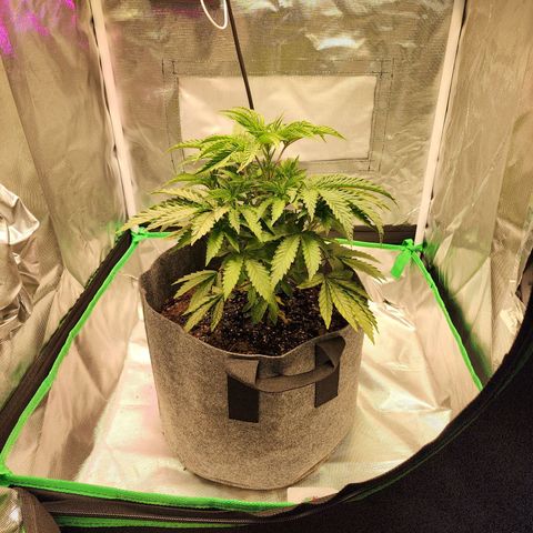 No haircut growlog photo: 11 inches in height 