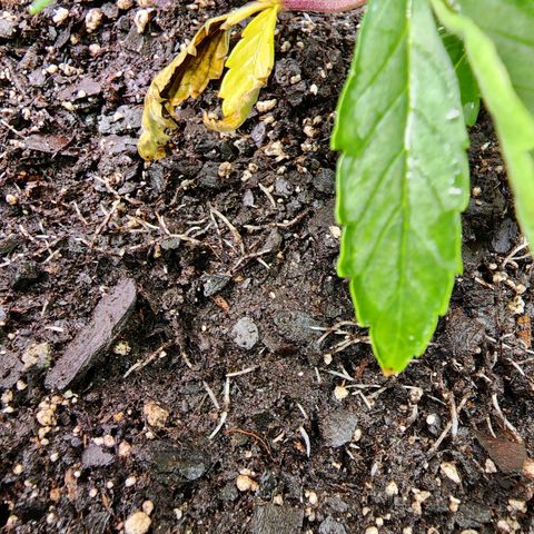 No haircut growlog photo: Noticed roots on top of soil.  Added more soil to bury them.