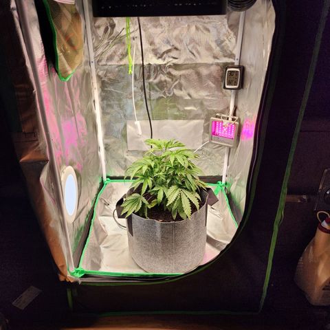 No haircut growlog photo: Added light, installed it using existing vent hole.