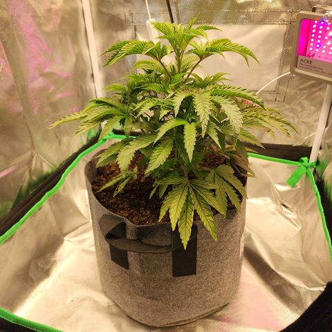 No haircut growlog timeline photo