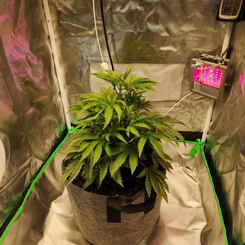 No haircut growlog photo: 4 cups of phed water