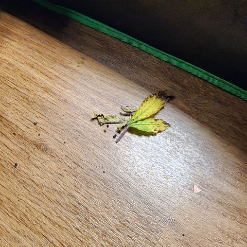 No haircut growlog photo: 4 cups of phed water