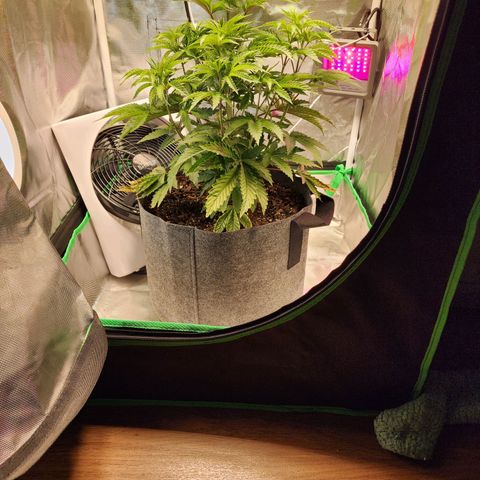 No haircut growlog timeline photo