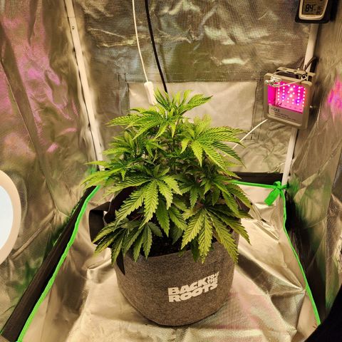 No haircut growlog timeline photo