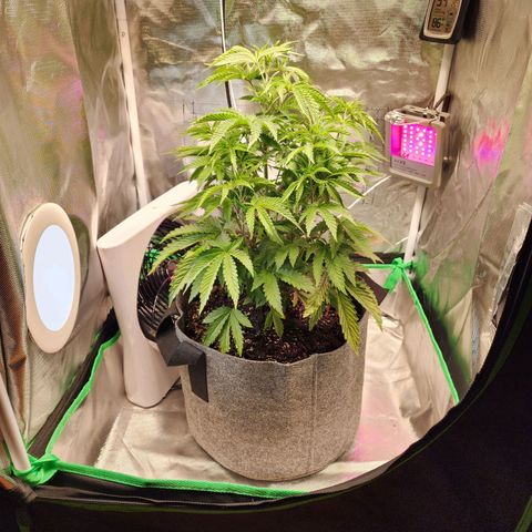 No haircut growlog timeline photo