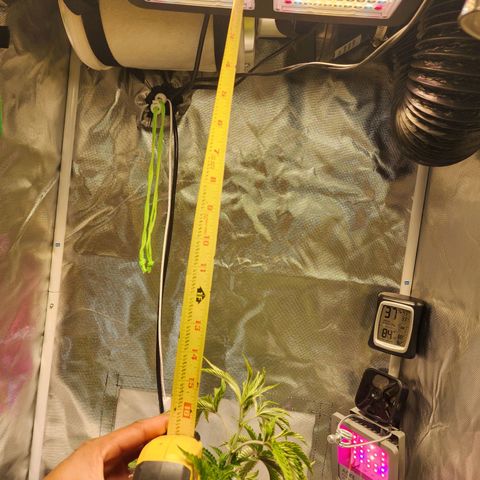 No haircut growlog photo: Light distance adjustment 