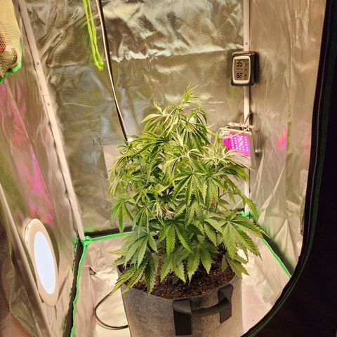 No haircut growlog photo: Did absolutely nothing.  Nutrients tomorrow. 