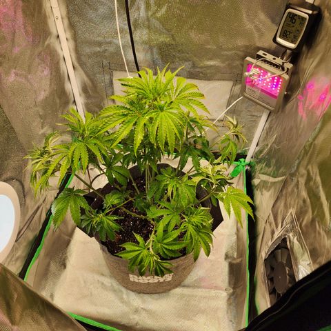 No haircut growlog photo: Trimmed 