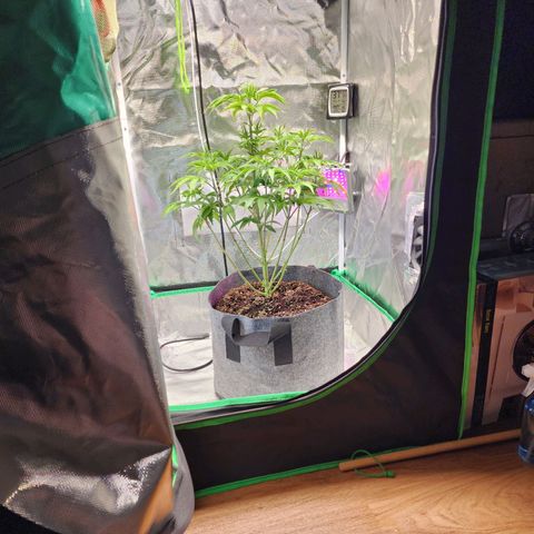 No haircut growlog photo: Trimmed 