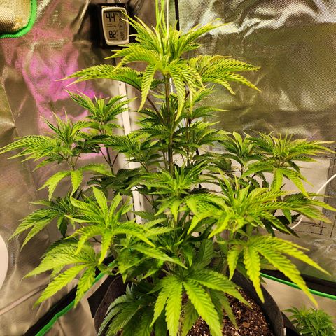 No haircut growlog photo: Day after defoliation, recovery was remarkable. 