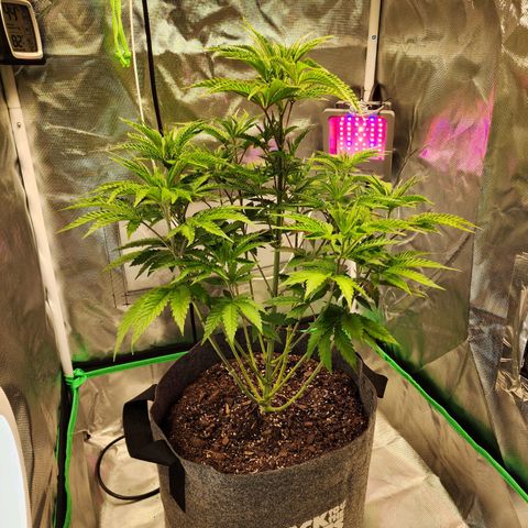 No haircut growlog photo: Day after defoliation, recovery was remarkable. 