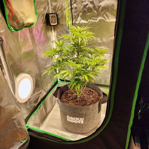 No haircut growlog photo: **BEAUTY SHOT**