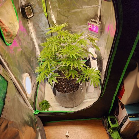 No haircut growlog photo: Looking ruff. Starting LST.