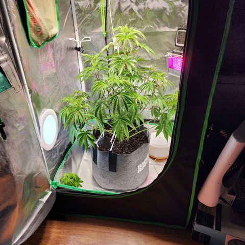 No haircut growlog photo: Signs of deficiency. 