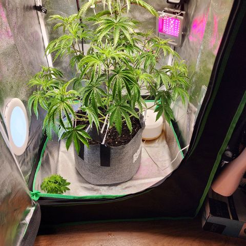 No haircut growlog photo: Signs of deficiency. 