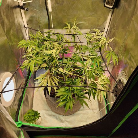 No haircut growlog photo: Setting up trellis. 