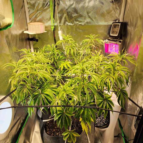 No haircut growlog timeline photo