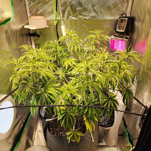 No haircut growlog timeline photo