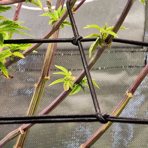 No haircut growlog photo: Ph water 3/4 gal. 