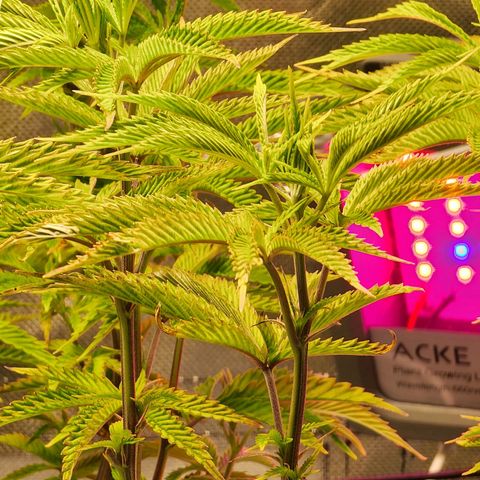 No haircut growlog photo: Ph water 3/4 gal. 