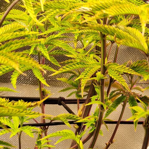 No haircut growlog photo: Ph water 3/4 gal. 