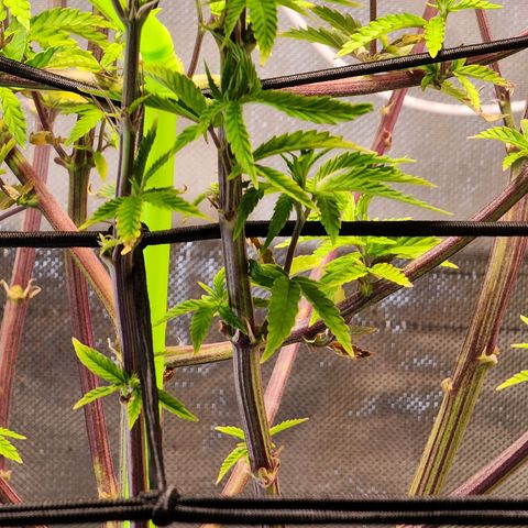 No haircut growlog photo: Ph water 3/4 gal. 