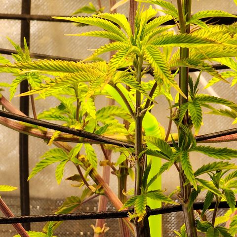 No haircut growlog photo: Ph water 3/4 gal. 