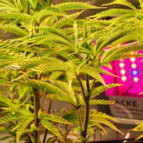 No haircut growlog photo: Ph water 3/4 gal. 