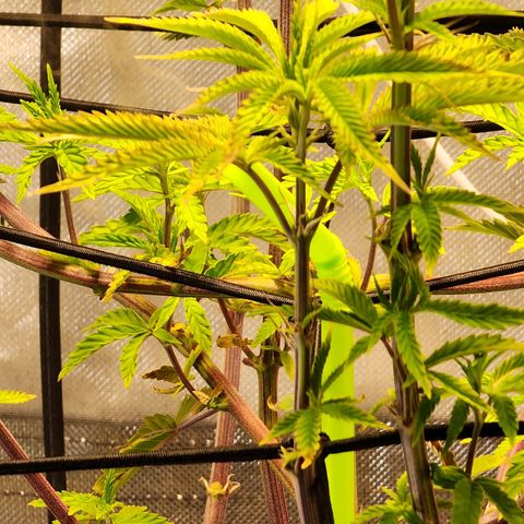 No haircut growlog photo: Ph water 3/4 gal. 