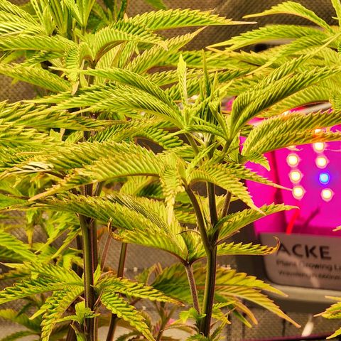 No haircut growlog photo: Ph water 3/4 gal. 