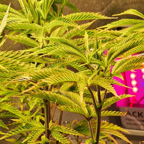 No haircut growlog photo: Ph water 3/4 gal. 