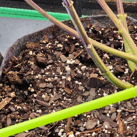 No haircut growlog photo: Ph water 3/4 gal. 