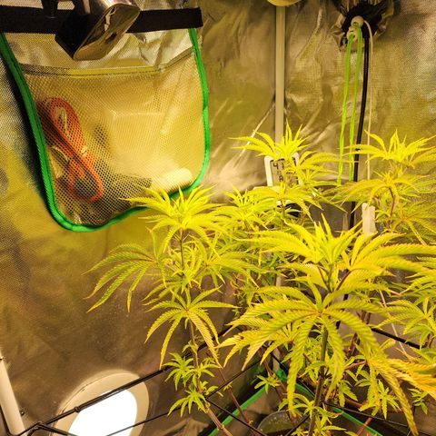 No haircut growlog photo: Nursing back to health after being out of town