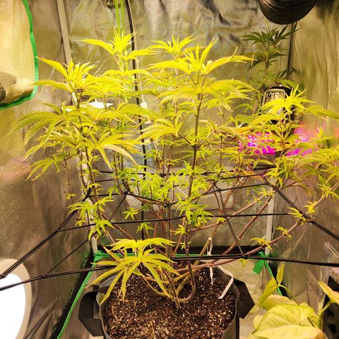 No haircut growlog photo: Nursing back to health after being out of town